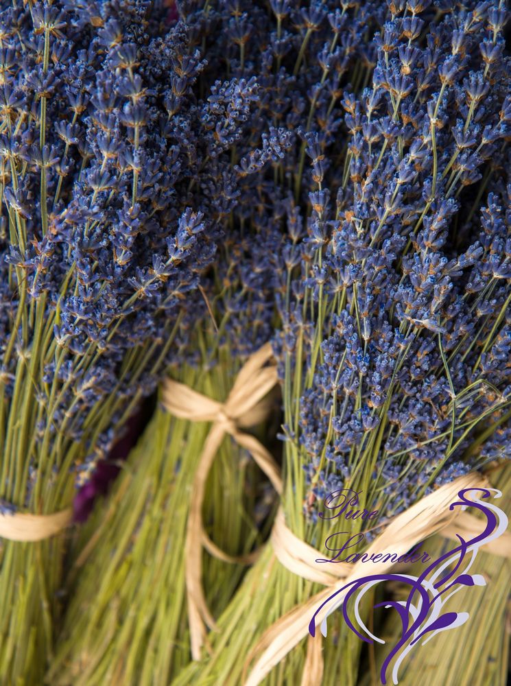 magnification Erasure hobby Buchetele de lavanda-flori uscate | Pure Lavender